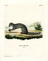 Cape Grey Mongoose (värillinen kaiverrus)