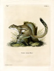 Cape Ground Squirrel (värillinen kaiverrus)