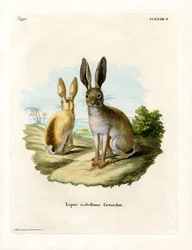 Cape Hare (värillinen kaiverrus)