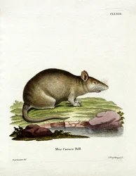 Caraco (värillinen kaiverrus)