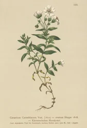 Kärntenin hiirikorva (Cerastium Carinthiacum, Cerastium ovatum)