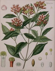 Caryophyllus Aromaticus (neilikka)