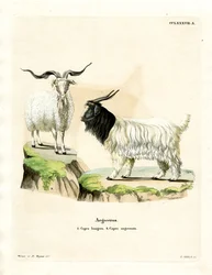 Cashmere Goat (värillinen kaiverrus)