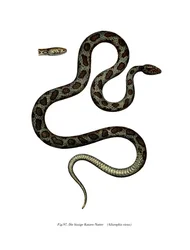 Cat Snake (väri litho)