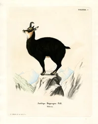 Säämiskä (värillinen kaiverrus)