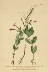 Pajuherkku (Epilobium alsinefolium, Epilobium origanifolium)