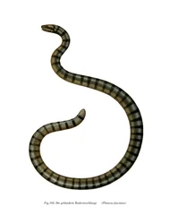 Kiinan merikäärme (väri litho)