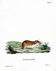 Kiinanraidallinen hamsteri (värillinen kaiverrus)