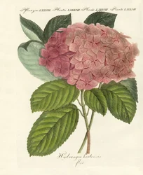 kiinalaisia kukkia