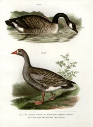 Kiinan hanhi, 1864