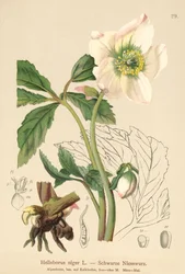 Jouluruusu (Helleborus niger)
