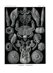 Ciripedia, 1899-1904
