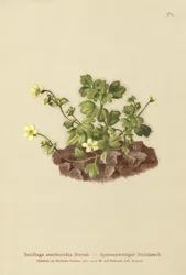 Hämähäkinverkko saksifrage (Saxifraga arachnoidea)