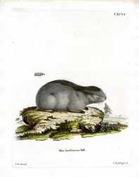 Collared Lemming (värillinen kaiverrus)