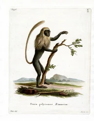 Colobus Monkey (värillinen kaiverrus)