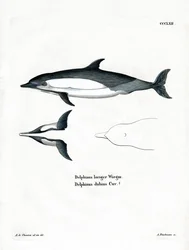 Common Dolphin (värillinen kaiverrus)