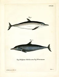 Common Dolphin (värillinen kaiverrus)
