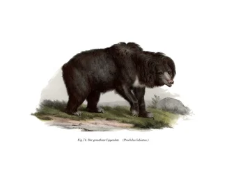 Tavallinen intialainen laiskiainen, 1860