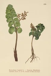 Ketonoidanlukko (Botrychium lunaria)