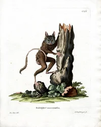 Common Mouse Opossum (värillinen kaiverrus)