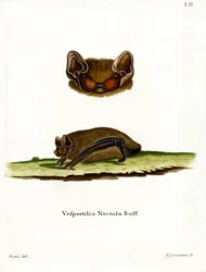 Common Noctule Bat (värillinen kaiverrus)