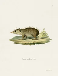 Common Tenrec (värillinen kaiverrus)