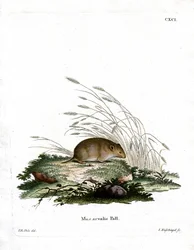 Common Vole (värillinen kaiverrus)