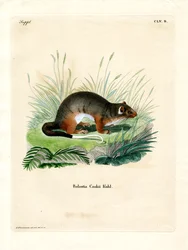 Cook-Phalanger (värillinen kaiverrus)