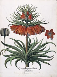 Keisarillisten kukkien kruunu, 1613