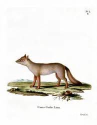Corsac Fox (värillinen kaiverrus)