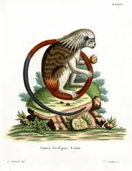 Puuvillapäällinen Tamarin (värillinen kaiverrus)