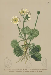 Varisjalka (Ranunculus crenatus)