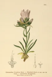 Kroatian ruohokello (Edrajanthus Croaticus, Edraianthus croaticus, Edraianthus Kitaibellii, Edraianthus graminifolius, Edraianthus albanicus, Wahlenbergia graminifolia).