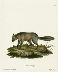 Cross Fox (värillinen kaiverrus)