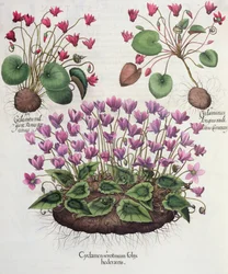 Cyclamen: 1.Cyclamen serotinus murattilehdillä; 2. Cyclaminus juurtunut pidempään kuin Chamberlainin; 3. Cyclamen vulgare Panis porcinus, Basil Beslerin (1561-1629) Hortus Eystettensisistä, pub. 1613 (eng
