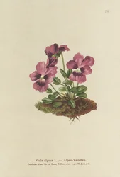 Syklaami, alppivioletti (Viola alpina)