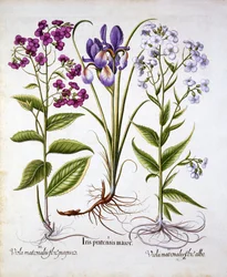 Dames Violet and a Field Iris, Hortus Eystettensis, kirjoittanut Basil Besler (1561-1629), pub. 1613 (käsinvärinen kaiverrus)