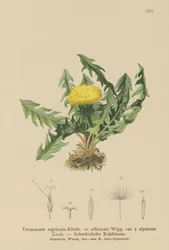 Voikukka (Taraxacum nigricans, Taraxacum officinale var. Alpinum)