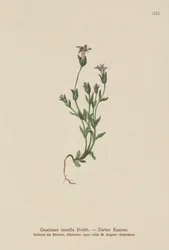 tanskalainen kääpiögentiaani (Gentiana tenella, Gentianella tenella, Comastoma tenellum)