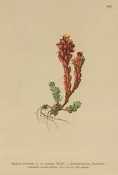 Dark Stonecrop (Sedum atratum, Sedum rubens)