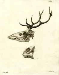 Hirvensarvet (värillinen kaiverrus)