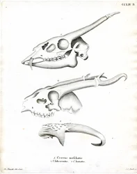 Hirvensarvet (värillinen kaiverrus)