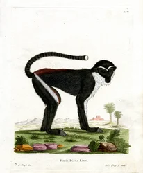 Diana Monkey (värillinen kaiverrus)