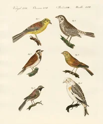Erilaisia sipuleita