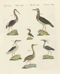Erilaisia haikaroita