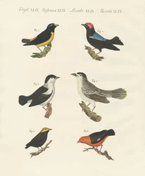 Erilaisia manakineja