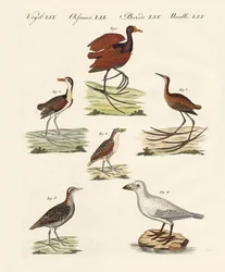 Erilaisia suolintuja