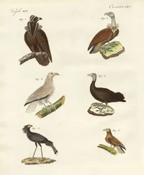 Erilaisia raptorit