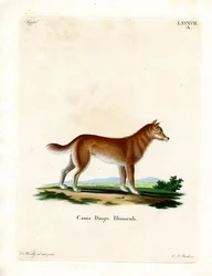 Dingo (värillinen kaiverrus)