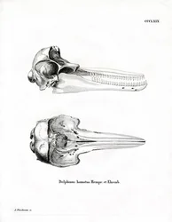 Dolphin Skull (värillinen kaiverrus)